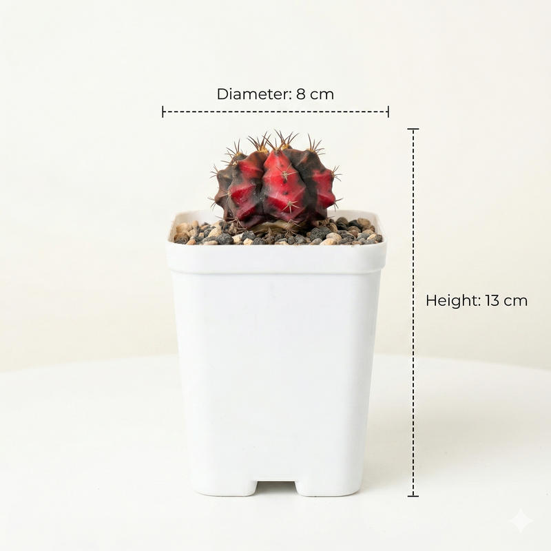 Gymnocalycium Red Tiger