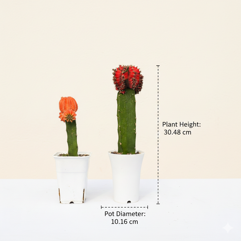 Gymnocalycium red  tiger