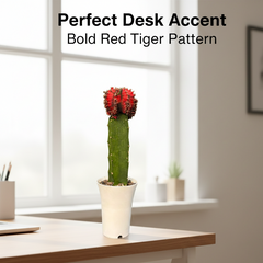 Gymnocalycium red  tiger