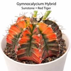 Gymnocalycium cv sunstone x red tiger