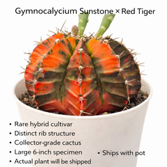 Gymnocalycium cv sunstone x red tiger