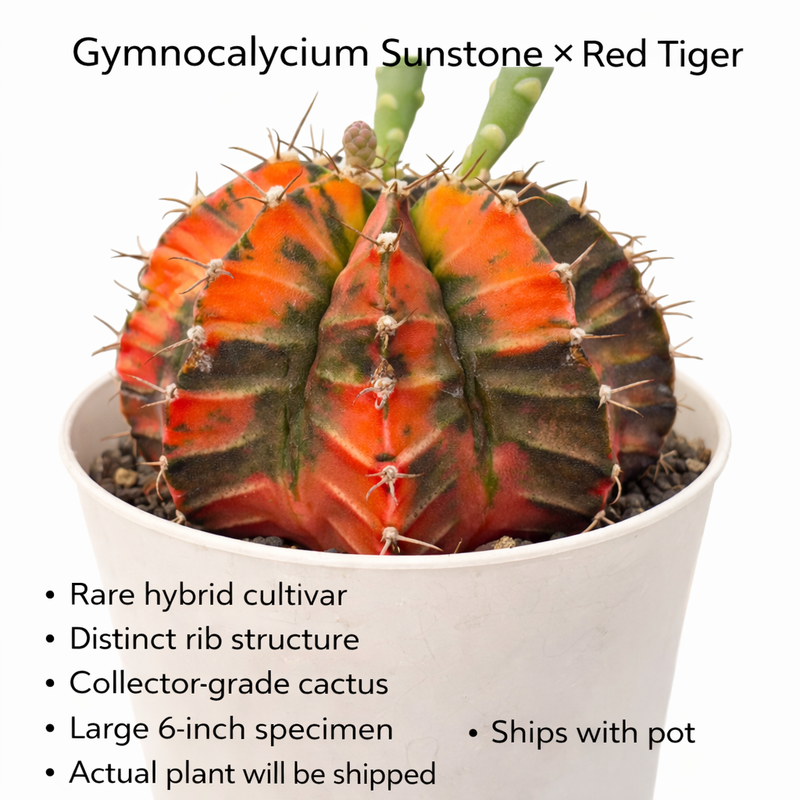 Gymnocalycium cv sunstone x red tiger