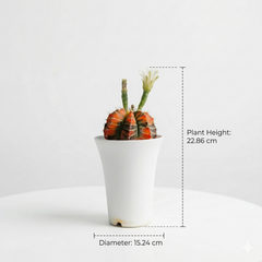 Gymnocalycium cv sunstone x red tiger