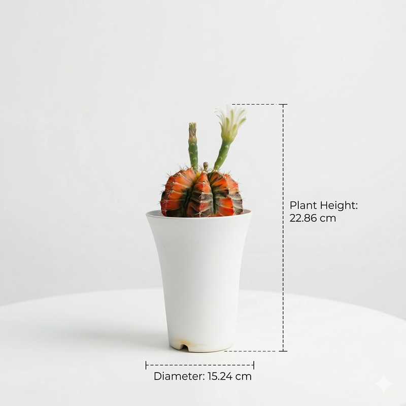 Gymnocalycium cv sunstone x red tiger