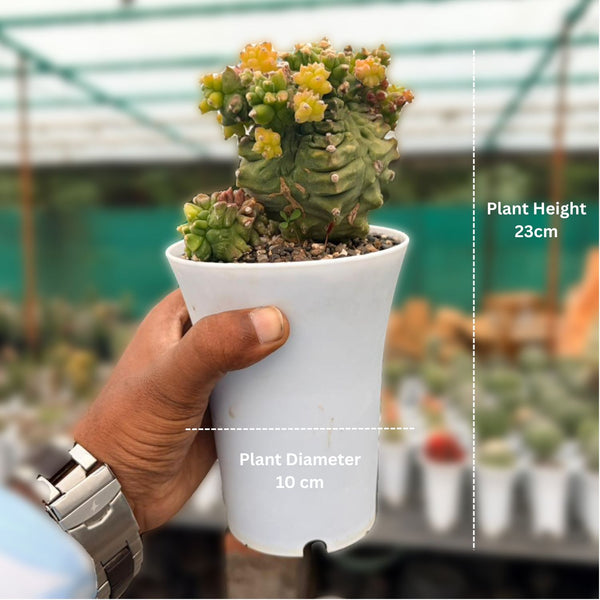 Gymnocalycium cv. Kikko montrose