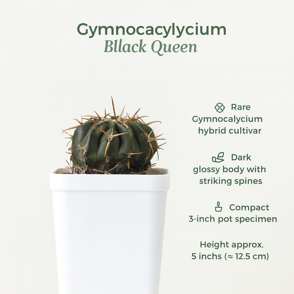 Gymnocalyciumcv.Black_Queen- black moon cactus