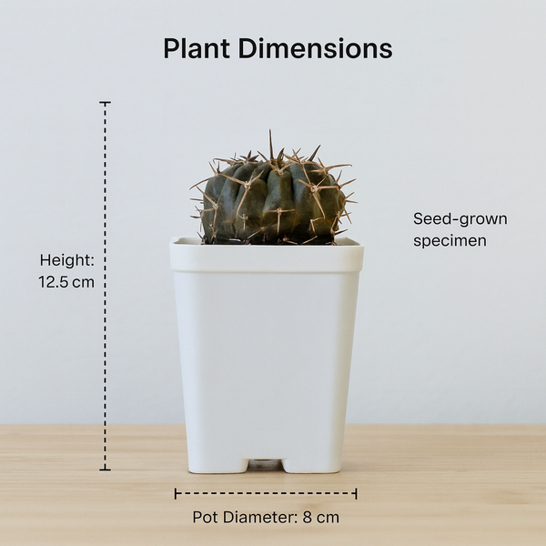 Gymnocalyciumcv.Black_Queen- black moon cactus