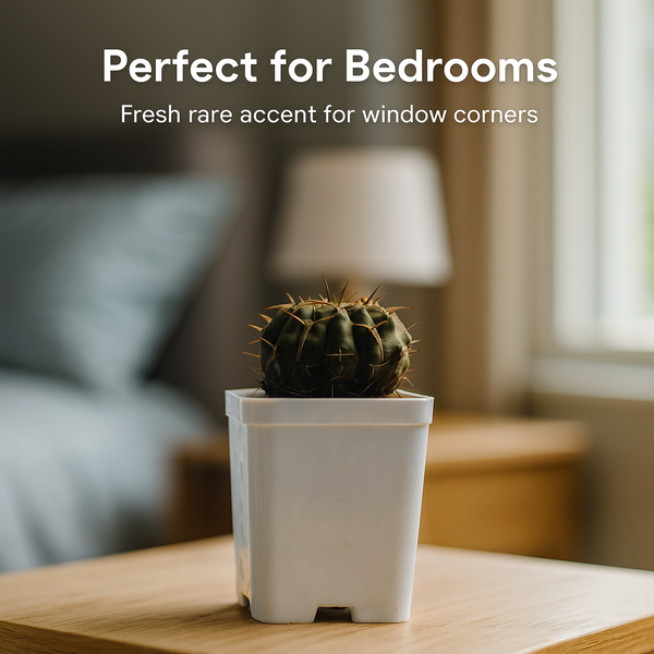 Gymnocalyciumcv.Black_Queen- black moon cactus