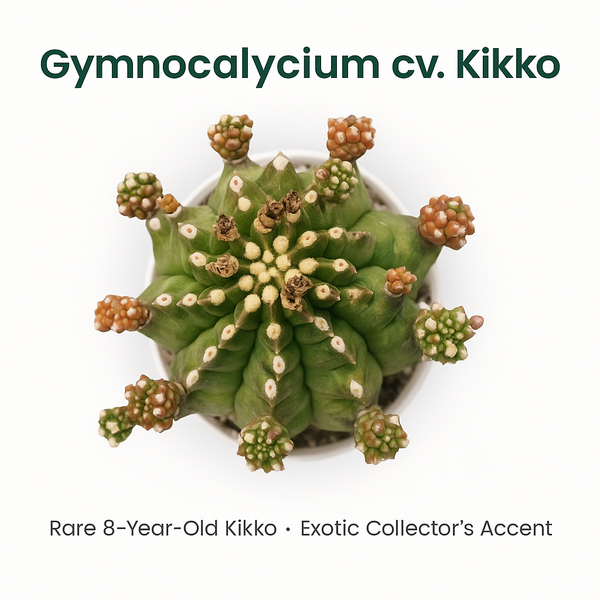Gymnocalycium cv. Kikko