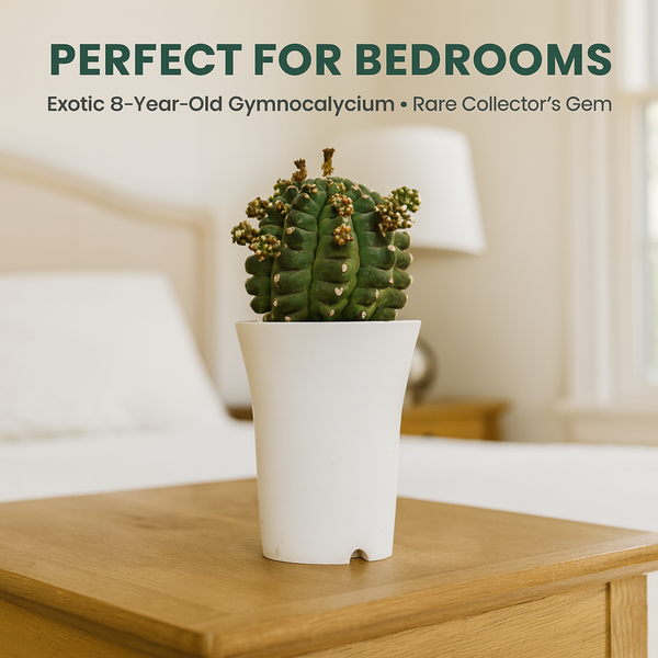 Gymnocalycium cv. Kikko