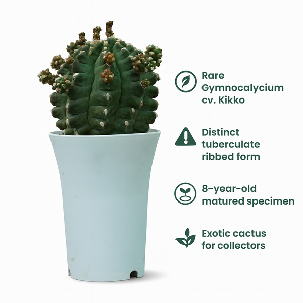 Gymnocalycium cv. Kikko