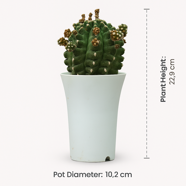 Gymnocalycium cv. Kikko