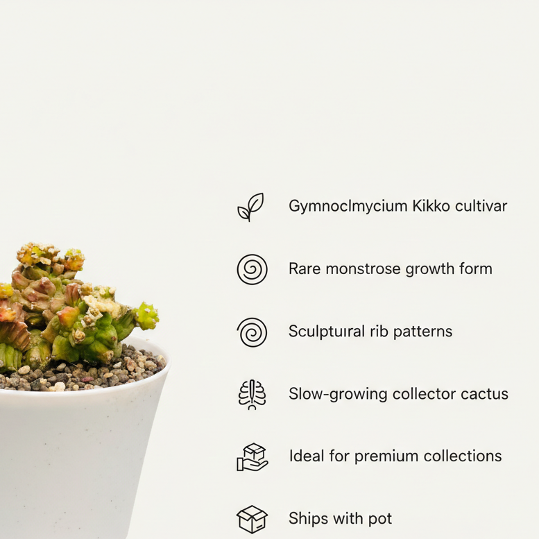 Gymnocalycium cv. Kikko montrose