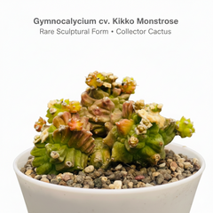 Gymnocalycium cv. Kikko montrose