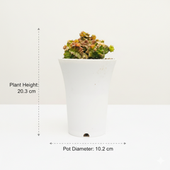 Gymnocalycium cv. Kikko montrose