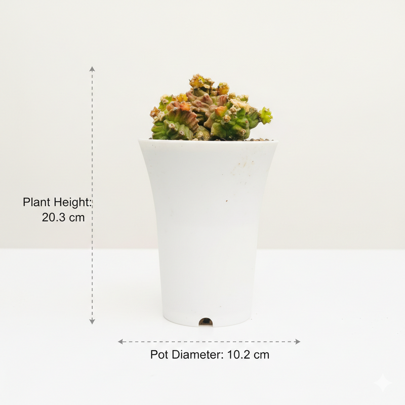 Gymnocalycium cv. Kikko montrose