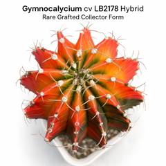 Gymnocalycium cv LB2178 HYBRID