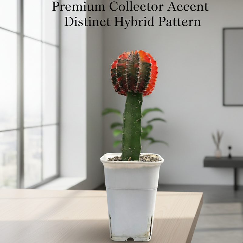 Gymnocalycium cv LB2178 HYBRID