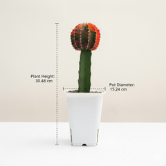 Gymnocalycium cv LB2178 HYBRID