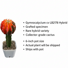 Gymnocalycium cv LB2178 HYBRID