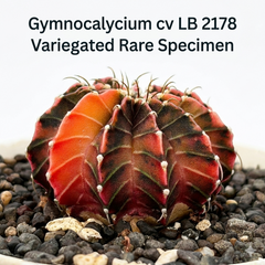 Gymnocalycium cv lb 2178 variegated