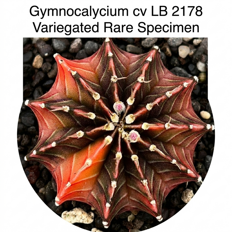 Gymnocalycium cv lb 2178 variegated