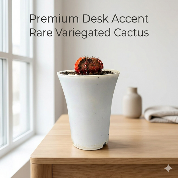 Gymnocalycium cv lb 2178 variegated