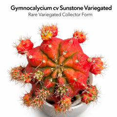 Gymnocalycium cv sunstone variegated