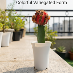 Gymnocalycium cv sunstone variegated