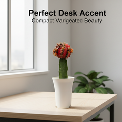 Gymnocalycium cv sunstone variegated