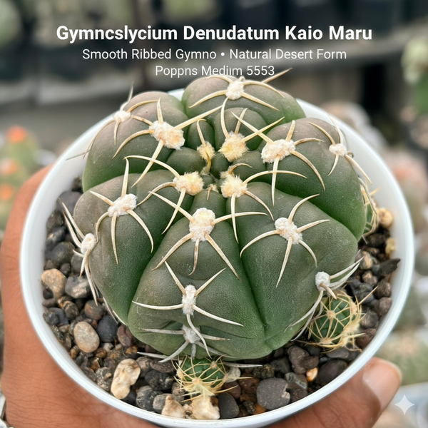 Gyomnocalycium Denudatum kaio maru