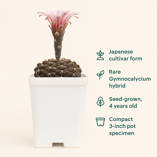 Gymnocalycium_ochoterenae_G.177_Japanese_cultivar_