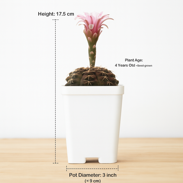 Gymnocalycium_ochoterenae_G.177_Japanese_cultivar_