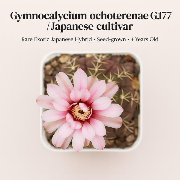 Gymnocalycium_ochoterenae_G.177_Japanese_cultivar_