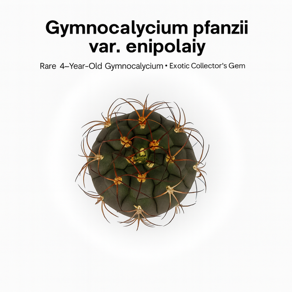 Gymnocalycium pflanzii albipulpa