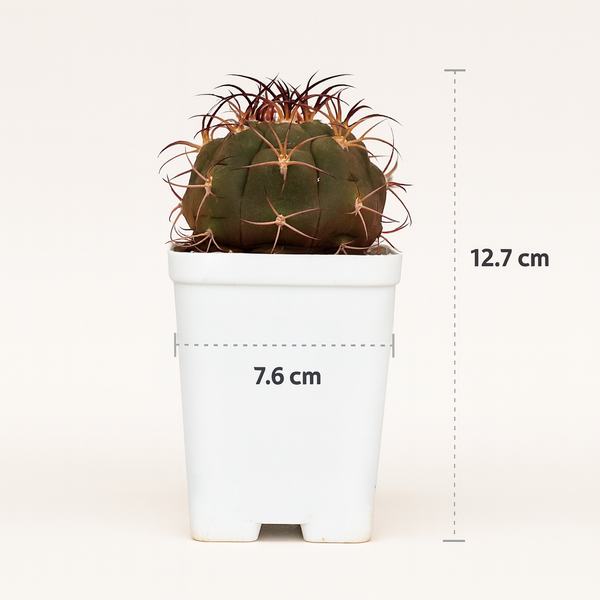 Gymnocalycium pflanzii albipulpa