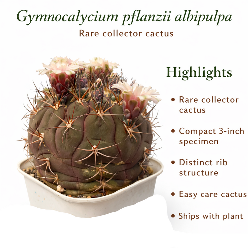 Gymnocalycium pflanzii albipulpa