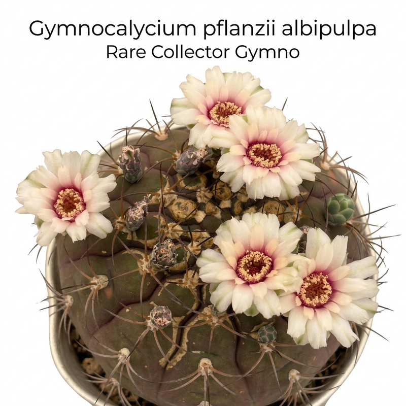 Gymnocalycium pflanzii albipulpa