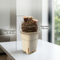 Gymnocalycium pflanzii albipulpa