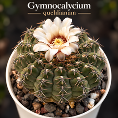 Gymnocalycium quhilianum