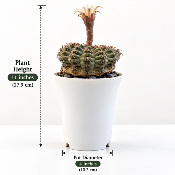 Gymnocalycium quhilianum