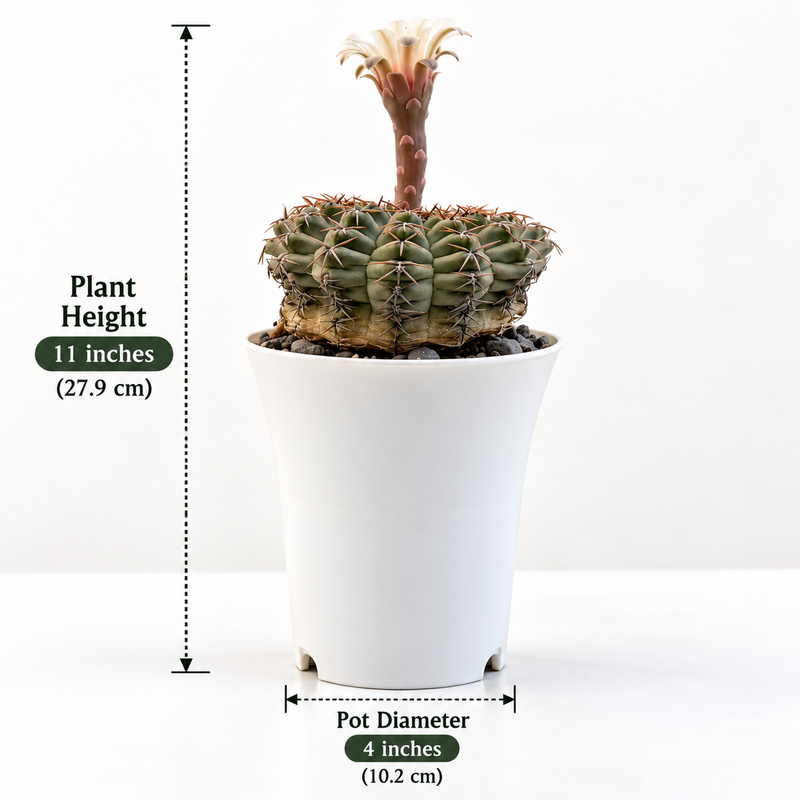 Gymnocalycium quhilianum