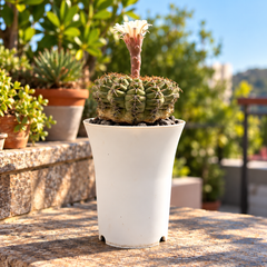 Gymnocalycium quhilianum