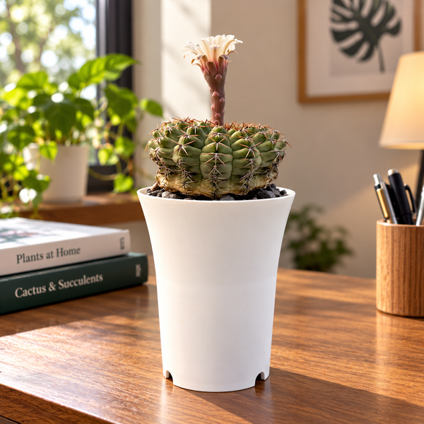 Gymnocalycium quhilianum