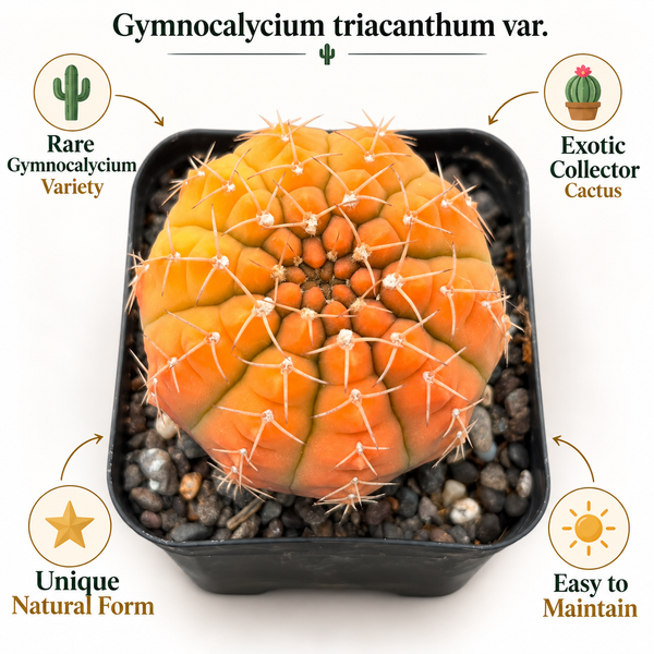 Gymnocalycium triacanthum Revert