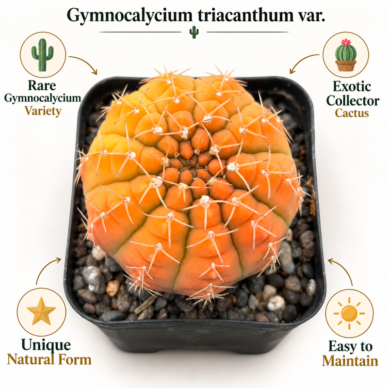 Gymnocalycium triacanthum Revert