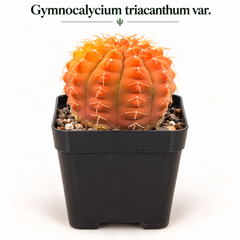 Gymnocalycium triacanthum Revert