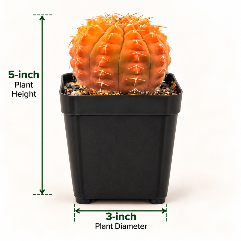 Gymnocalycium triacanthum Revert