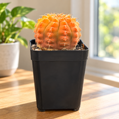 Gymnocalycium triacanthum Revert