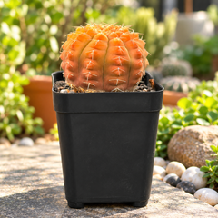 Gymnocalycium triacanthum Revert